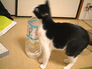 ペットボトルと猫